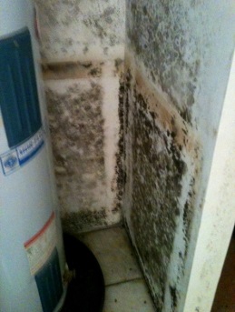 Mold from hot water heater leak