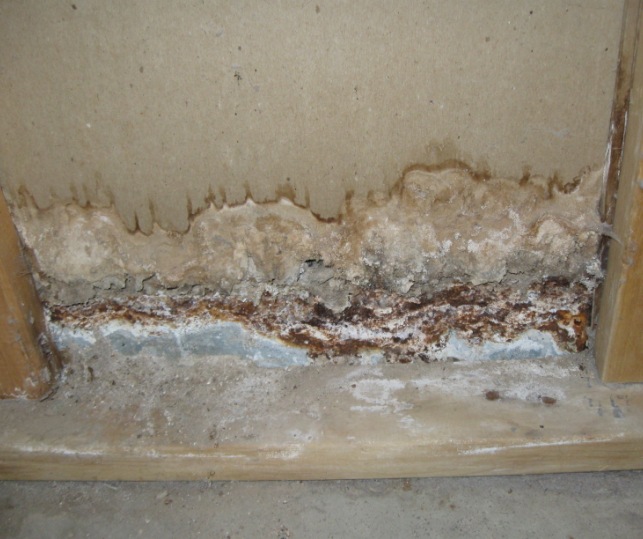 Mold in Basement Wall