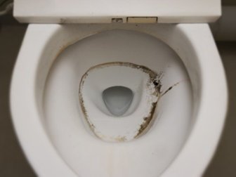 mold in toilet