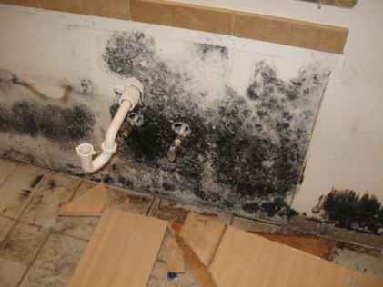 Mold on Kitchen Wall