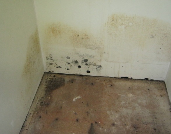 Household Mold