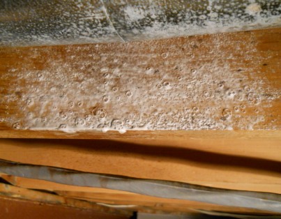 Removing Mold and Mildew