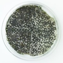 Mold Test Kit Reviews