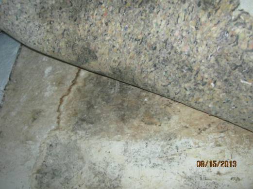 Mold Under Carpeting