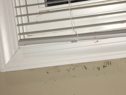 Mold near window