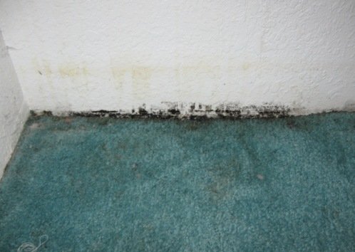 mold on wall and carpets