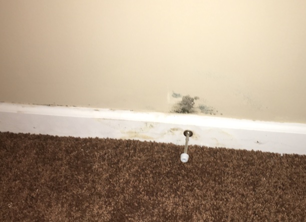 what is black mold