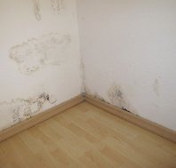 Mold vs Mildew Differences