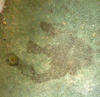 Mold on carpet