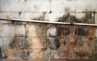 Mold on basement wall