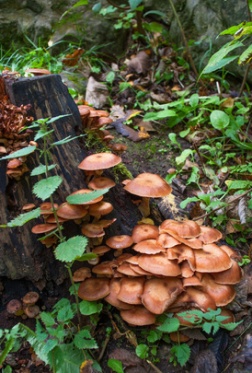 mushrooms growing outdoors
