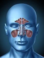 Sinus congestion from mold