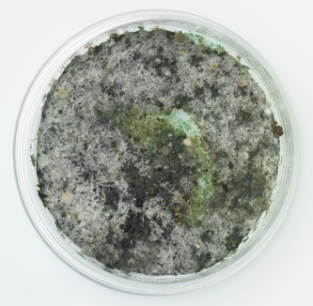 trichoderma mold