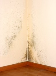What is mold?
