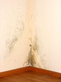 Mold on walls